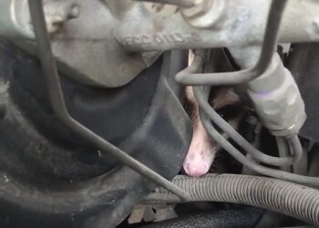 Gambá é resgatado dentro de motor de carro em Jaraguá do Sul