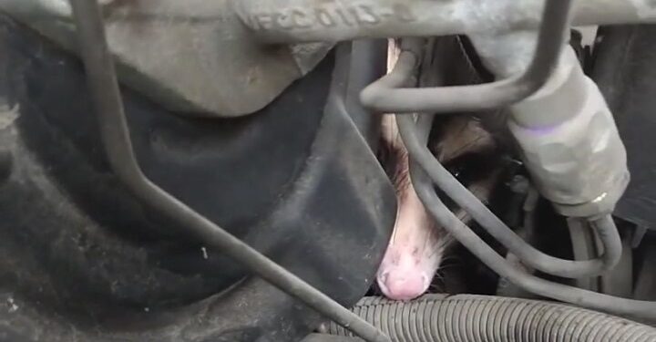 Gambá é resgatado dentro de motor de carro em Jaraguá do Sul