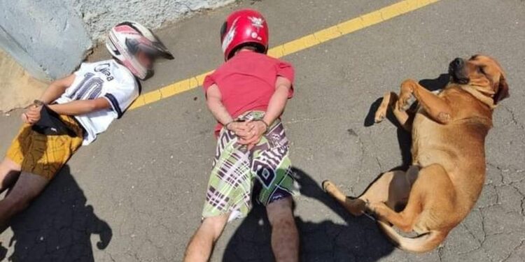 Durante abordagem policial no Paraná, cão parceiro deita ao lado de suspeitos e viraliza