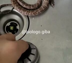 Cobra é encontrada dormindo na pia da cozinha de apartamento em Jaraguá do Sul