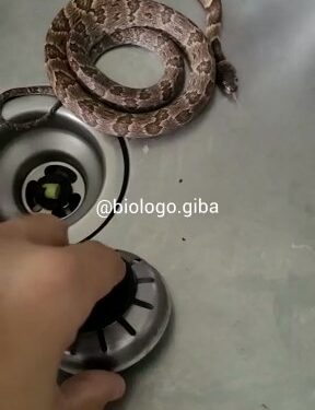 Cobra é encontrada dormindo na pia da cozinha de apartamento em Jaraguá do Sul