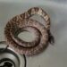 Cobra é encontrada dormindo na pia da cozinha de apartamento em Jaraguá do Sul