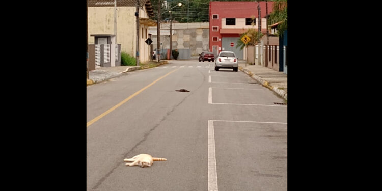 Rua de Guaramirim amanhece com gatos envenenados