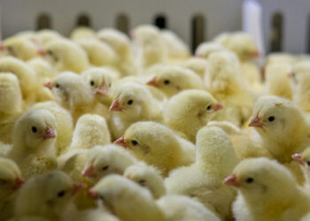 Transportando pintinhos de forma irregular, homem é preso por desobediência em Jaraguá do Sul