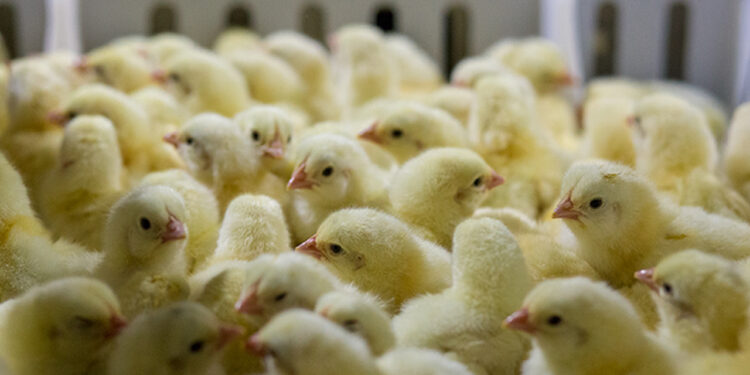 Transportando pintinhos de forma irregular, homem é preso por desobediência em Jaraguá do Sul