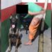 Homem tenta fugir do Presídio de Jaraguá do Sul, mas cachorro impede fuga