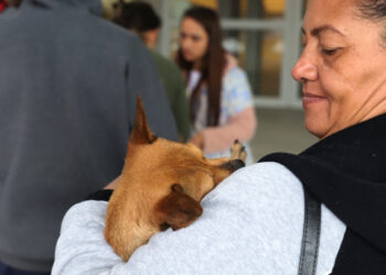 Mutirão castrou 153 animais em Jaraguá do Sul