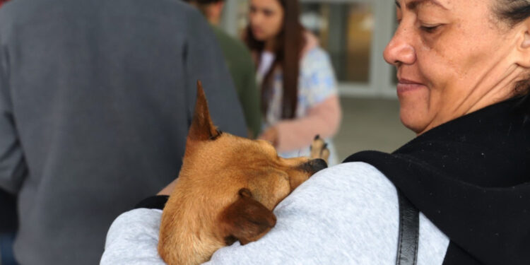 Mutirão castrou 153 animais em Jaraguá do Sul