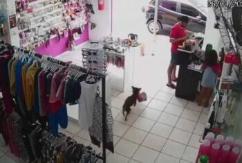 [Vídeo] Cachorro “furta” ursinhos de pelúcia em loja de SP