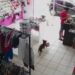 [Vídeo] Cachorro “furta” ursinhos de pelúcia em loja de SP