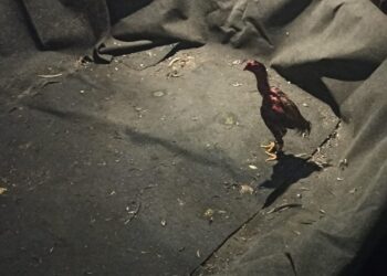 [Fotos] Polícia Militar resgata 11 galos em rinha em Jaraguá do Sul