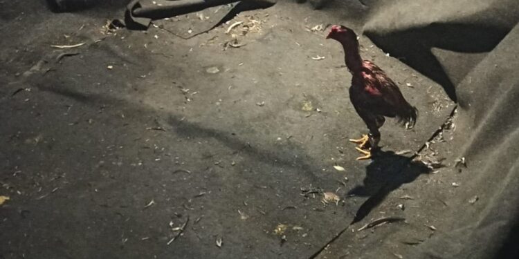 [Fotos] Polícia Militar resgata 11 galos em rinha em Jaraguá do Sul