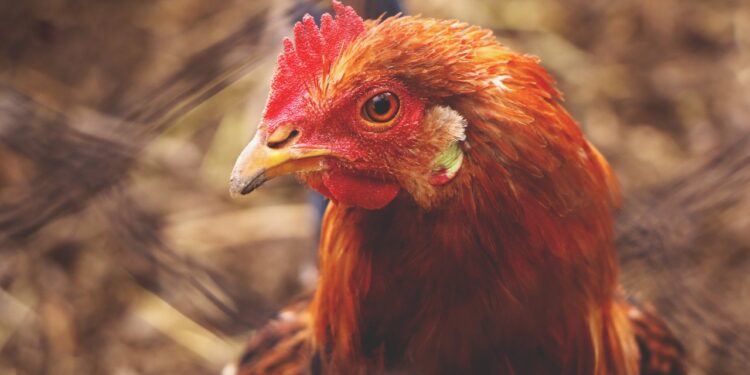 PM é acionada por causa de galinhas barulhentas em SC