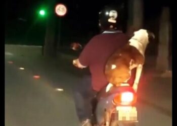 Cachorro é flagrado passeando na garupa de moto em Jaraguá do Sul