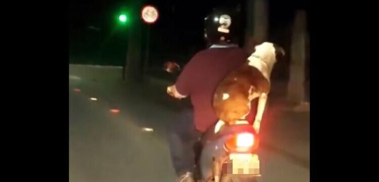 Cachorro é flagrado passeando na garupa de moto em Jaraguá do Sul