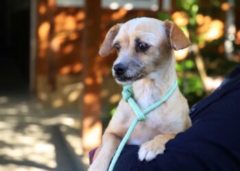 Feira de adoção de animais vai acontecer neste sábado (21), em Jaraguá do Sul