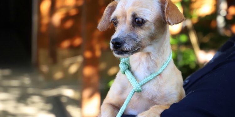 Feira de adoção de animais vai acontecer neste sábado (21), em Jaraguá do Sul