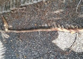 Idoso morre após brigar com vizinho em Joinville