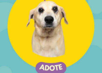 Jaraguá do Sul promove feira de adoção de animais neste sábado (21)