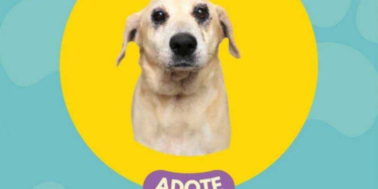 Jaraguá do Sul promove feira de adoção de animais neste sábado (21)