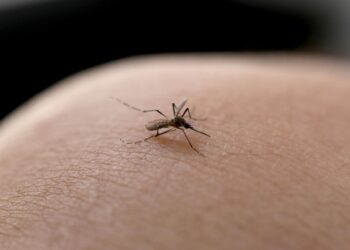 Joinville registra 10ª morte por dengue neste ano