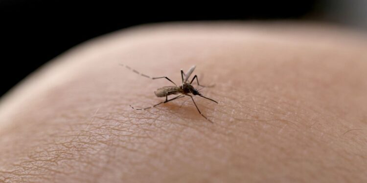 Joinville registra 10ª morte por dengue neste ano