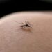 Joinville registra 10ª morte por dengue neste ano