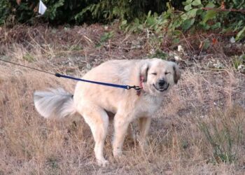 Vizinhos brigam por cocô de cachorro em Jaraguá do Sul