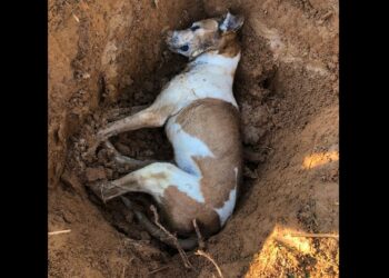 Cachorro morre envenenado em Massaranduba e comunidade se revolta