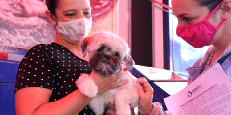 Fujama abre inscrições para castração de fêmeas de cães e gatos