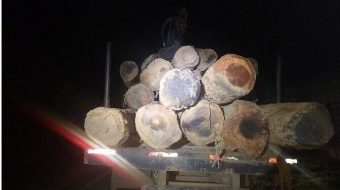 Homens são flagrados com caminhão carregado com madeira nativa em Jaraguá