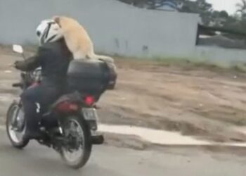 [Vídeo] Cachorro é flagrado na garupa de uma moto em Joinville