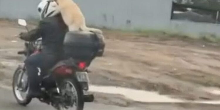 [Vídeo] Cachorro é flagrado na garupa de uma moto em Joinville