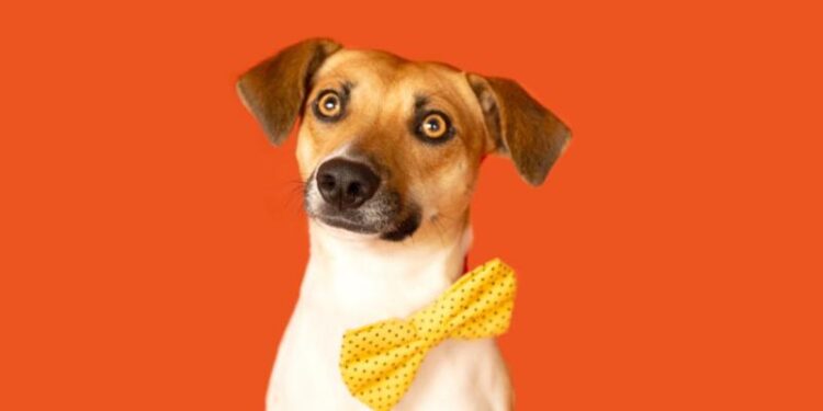 Jaraguá do Sul terá nova Feira de adoção de animais neste fim de semana