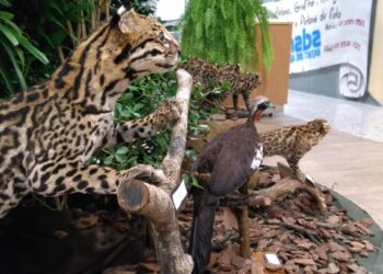 Fujama realiza exposição alusiva ao Dia do Meio Ambiente