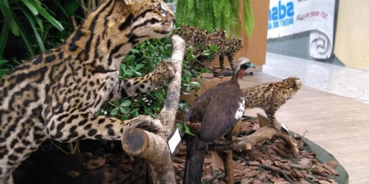 Fujama realiza exposição alusiva ao Dia do Meio Ambiente