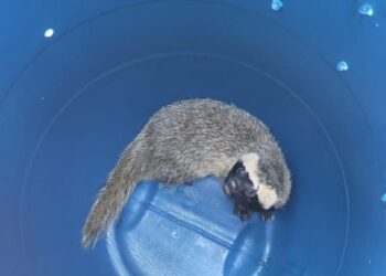 Furão é resgatado dentro de residência em Jaraguá do Sul