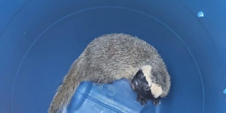 Furão é resgatado dentro de residência em Jaraguá do Sul