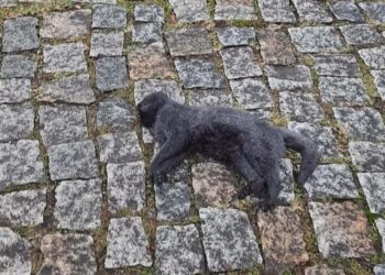 Gatos são envenenados em Jaraguá do Sul