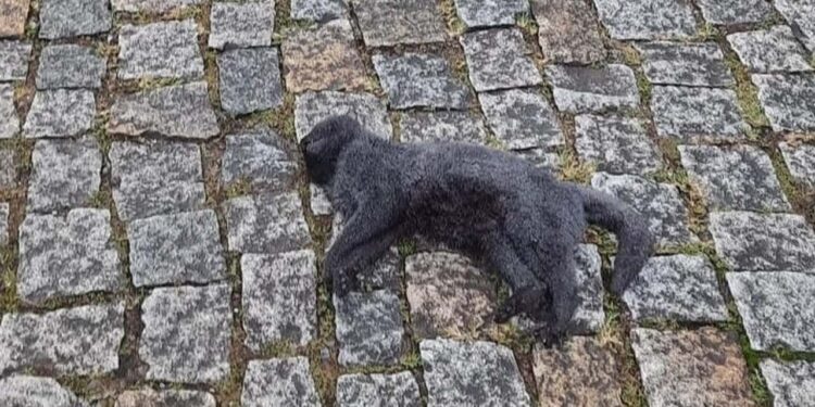 Gatos são envenenados em Jaraguá do Sul