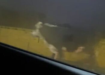 [Vídeo] Boi é flagrado atravessando Ponte do Trabalhador em Jaraguá do Sul