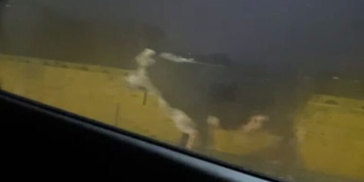 [Vídeo] Boi é flagrado atravessando Ponte do Trabalhador em Jaraguá do Sul