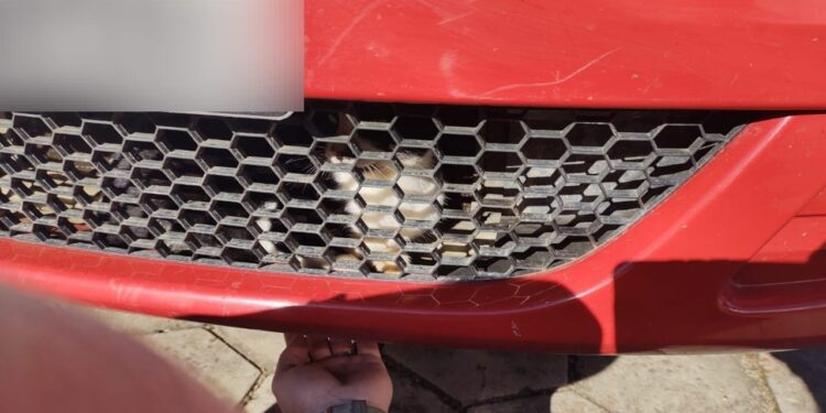 Bombeiros retiram gato preso em carro em São João do Itaperiú