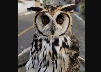 [Vídeo] Coruja é resgatada em residência de Jaraguá do Sul