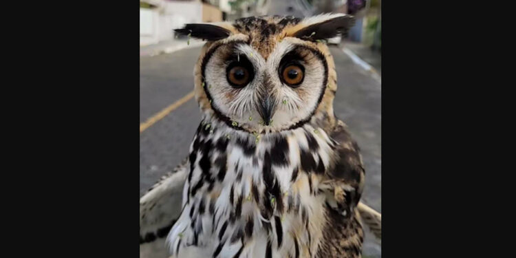[Vídeo] Coruja é resgatada em residência de Jaraguá do Sul
