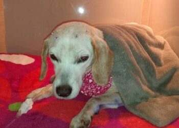 Cadela estuprada por idoso em Jaraguá do Sul morre após complicações