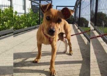 Fim de semana terá nova feira de adoção de animais em Jaraguá do Sul