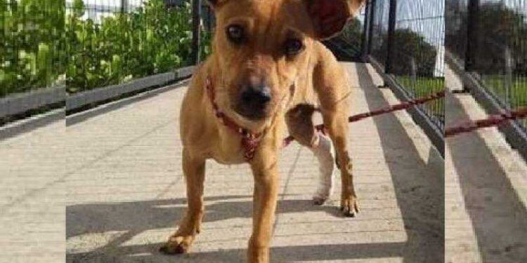 Fim de semana terá nova feira de adoção de animais em Jaraguá do Sul