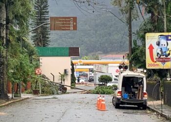 Nova queda de árvore é registrada em Jaraguá do Sul