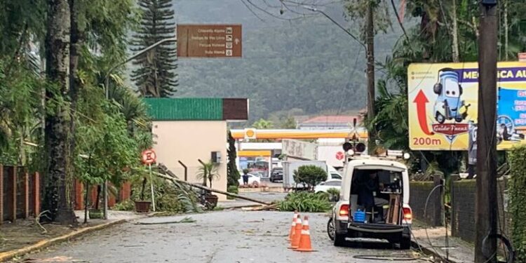 Nova queda de árvore é registrada em Jaraguá do Sul